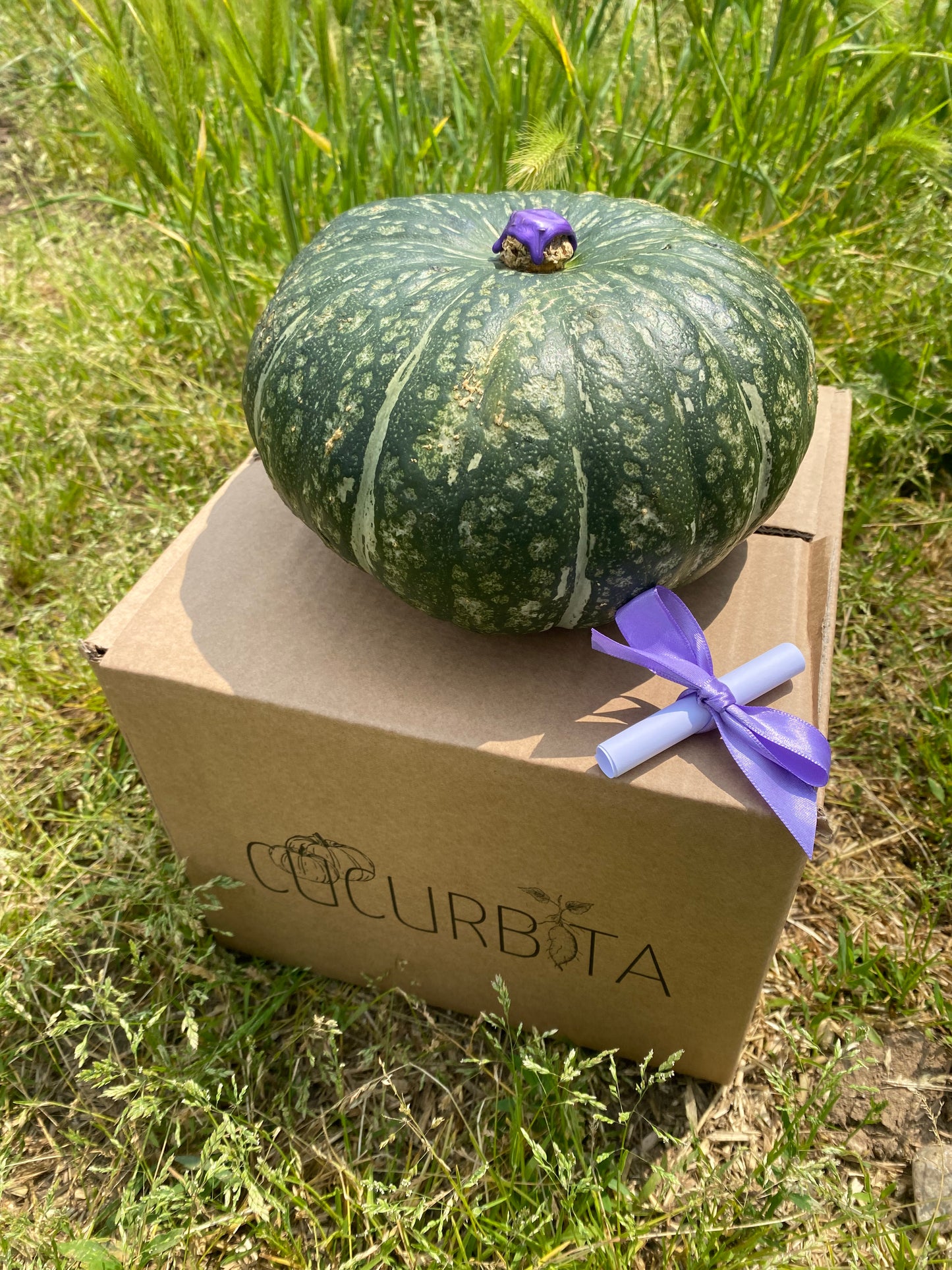 Zucca confezione regalo [1.8kg c.a.]