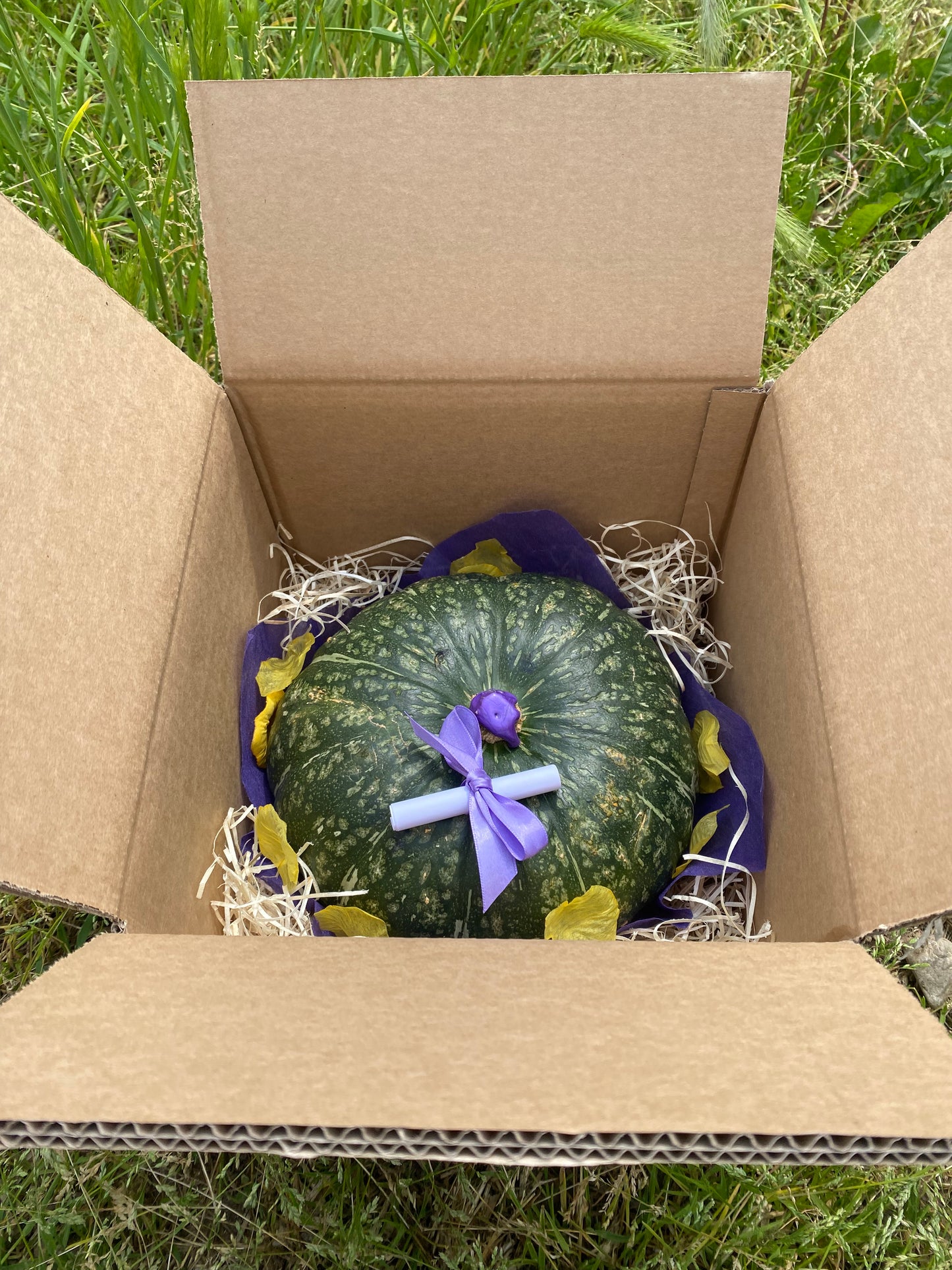 Zucca confezione regalo [1.8kg c.a.]