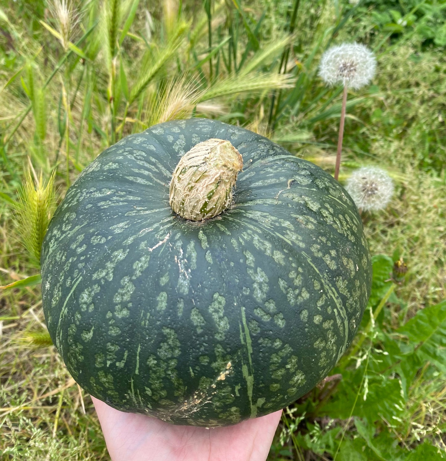 Zucca CUCURBì [al pezzo 1.6kg c.a.]