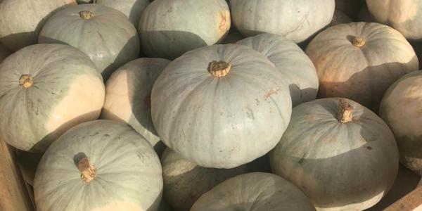 Zucca VANITY MADREPERLA [8 Kg ca]